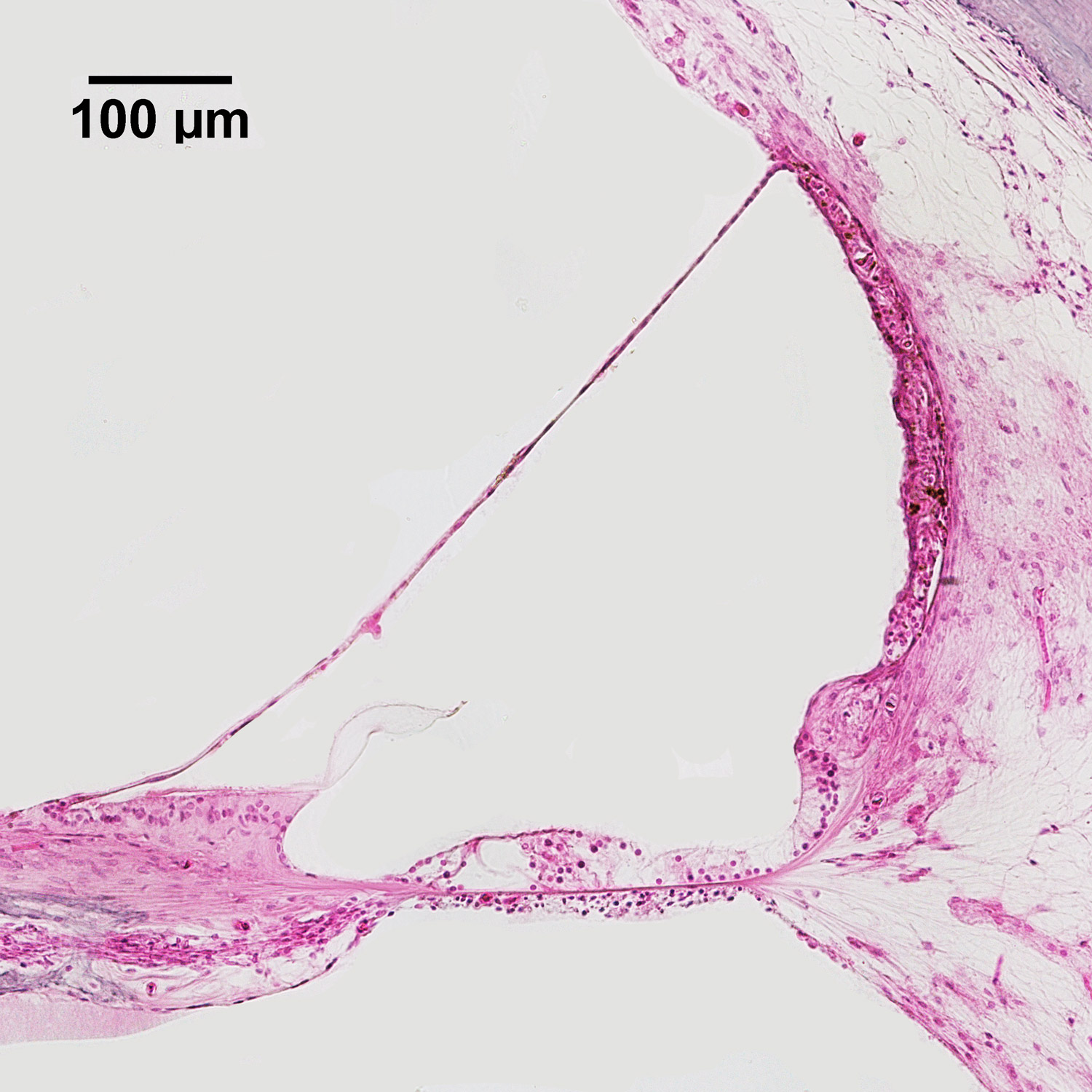 Histology Image