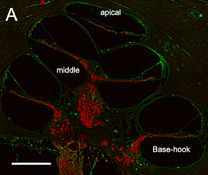 Immunohistochemical Protocols