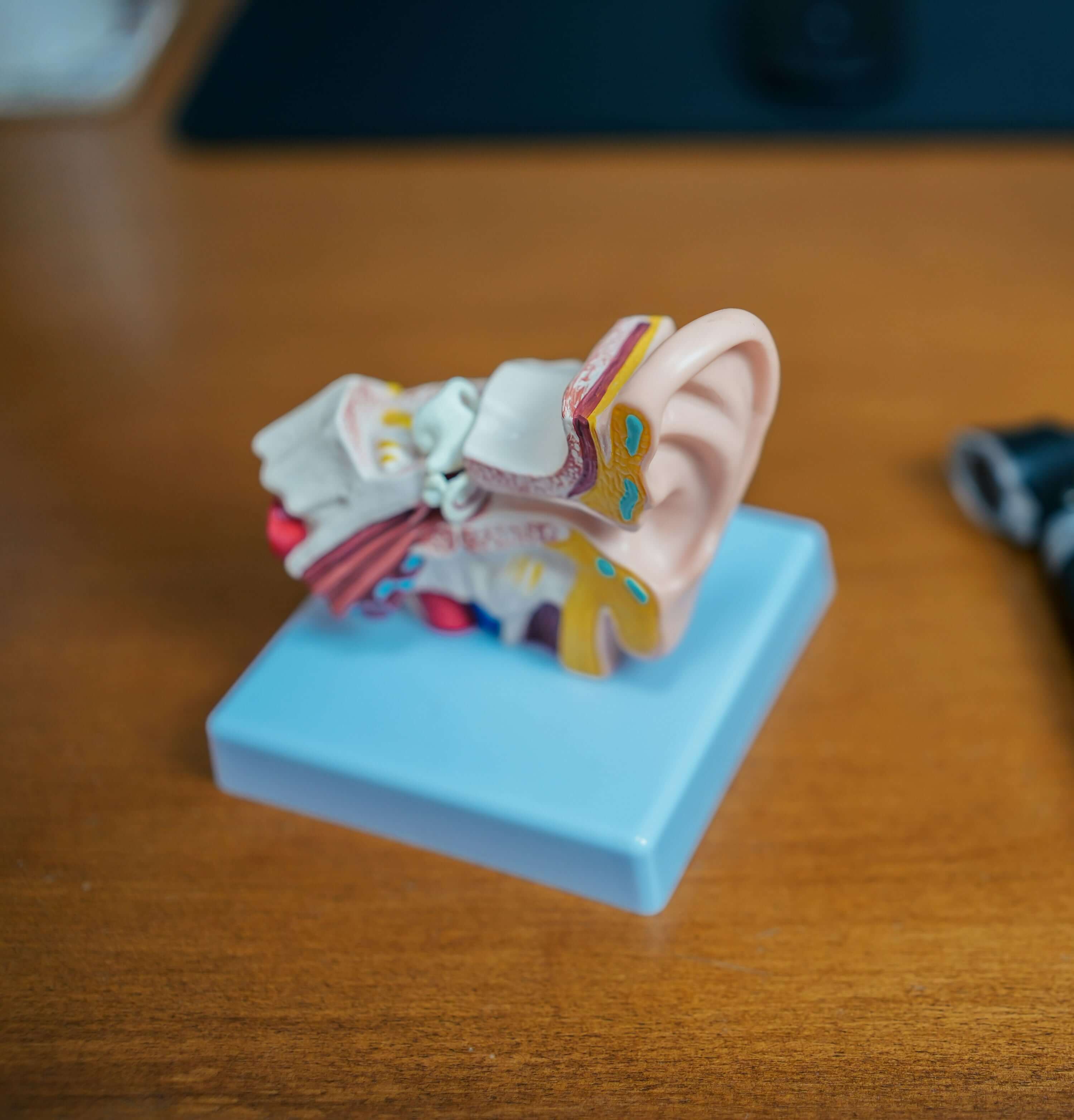 3D colored model of inner ear sitting on a table